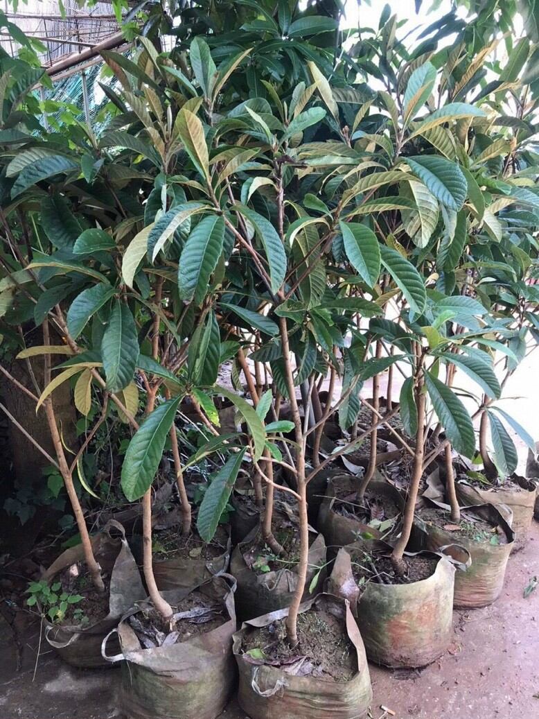 Cây giống biwa, tì bà, nhót Nhật
