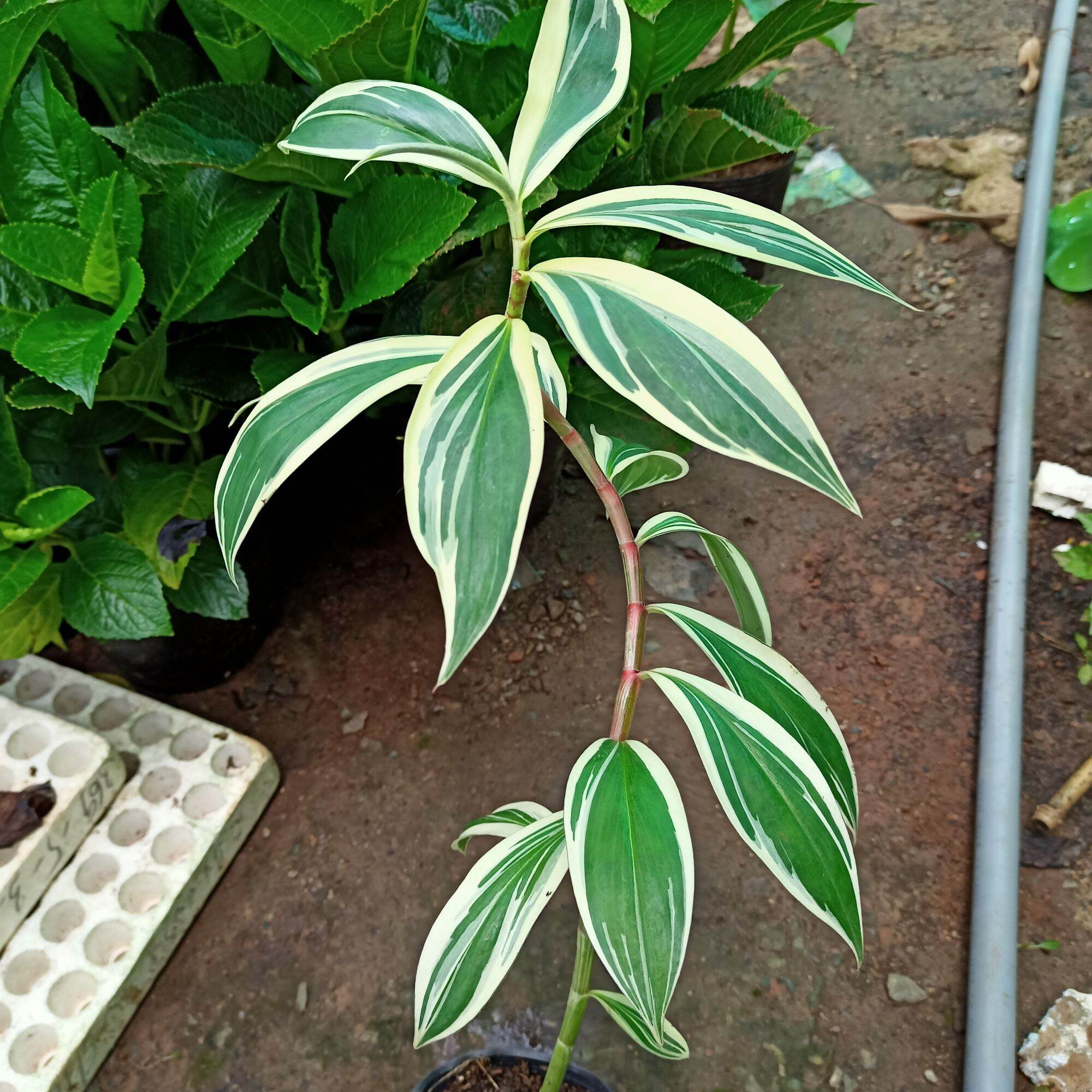Cây chong chóng var - spiral ginger var - costus arabicus var