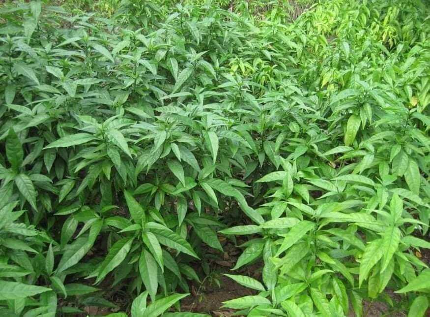 Hoàn Ngọc trắng và hoàn ngọc đỏ (10 Cây Giống)