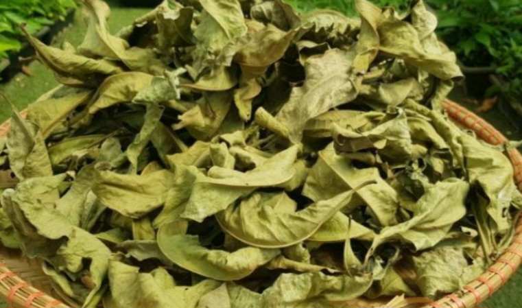 Lá vối nếp sấy khô nhà trồng ( 200gr)