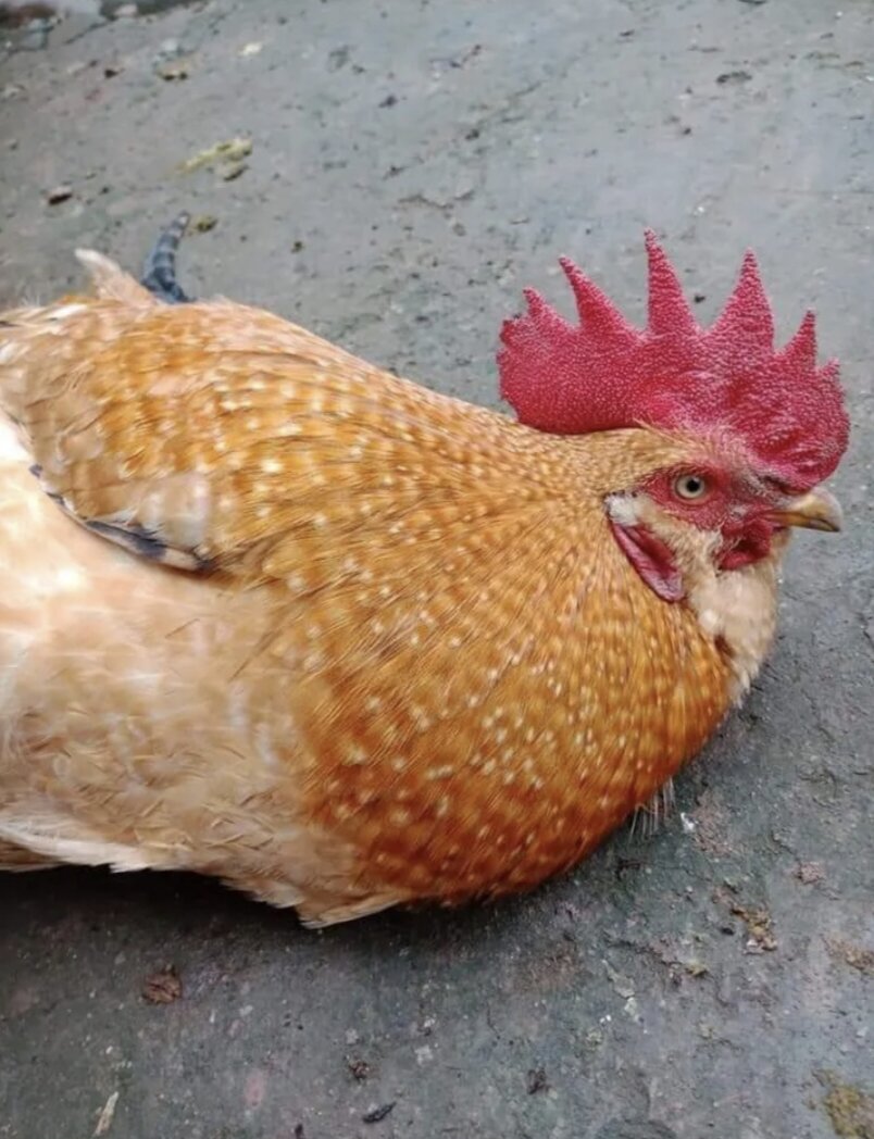 10 TRỨNG GÀ ĐỒI TIÊN YÊN( GÀ ĂN)
