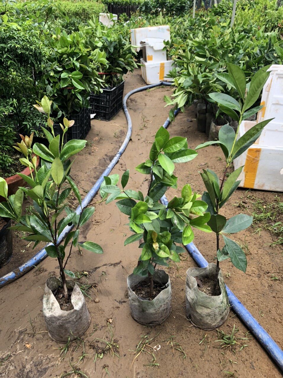 Cây Cherry Brazil siêu trái(70-90cm)