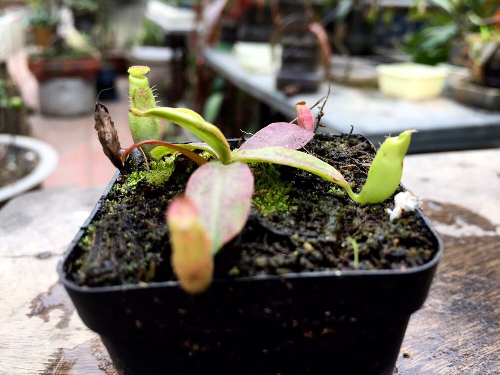 Cây nắp ấm nhỏ