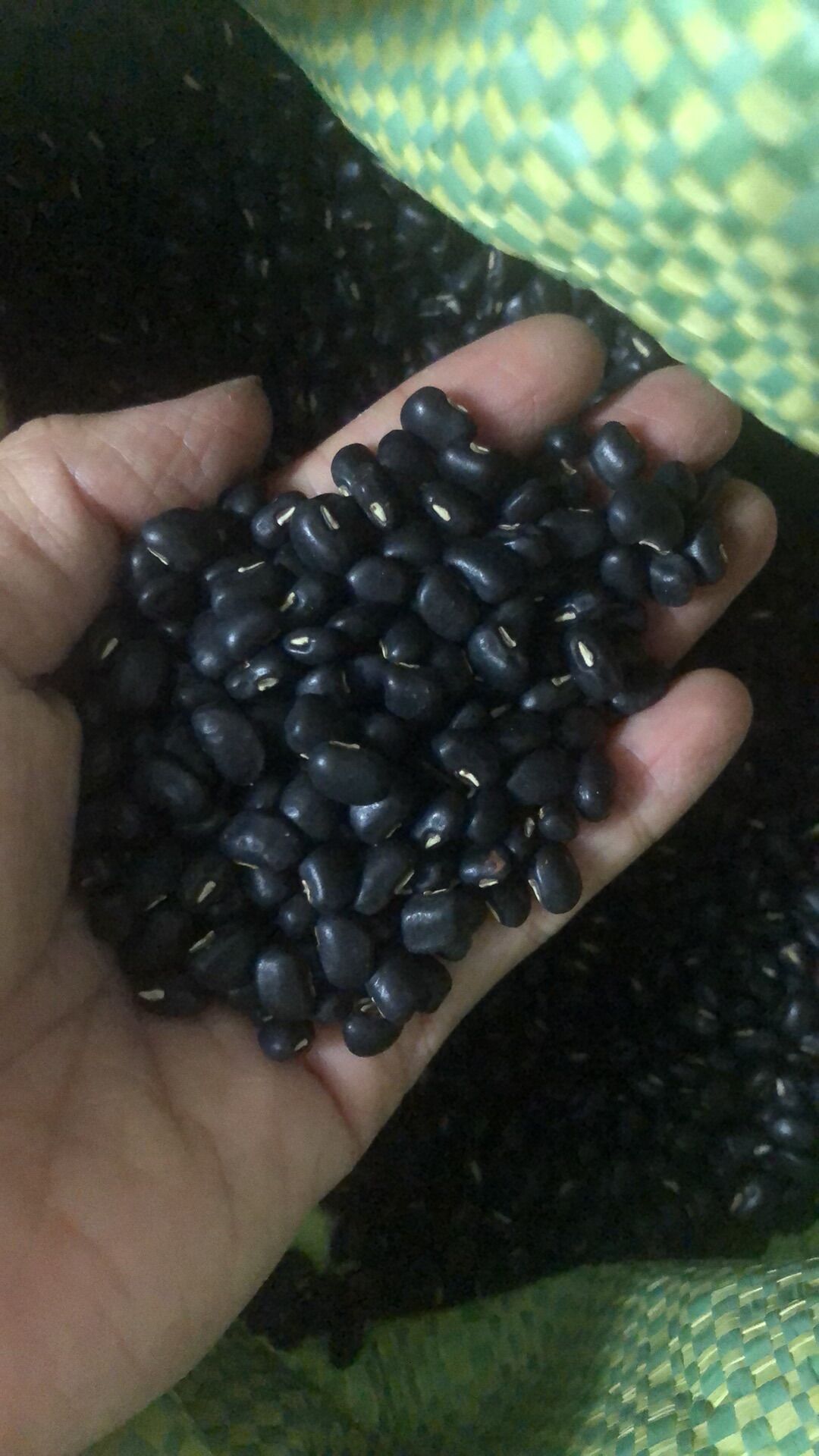 500G Đậu đen xanh lòng vườn miền tây