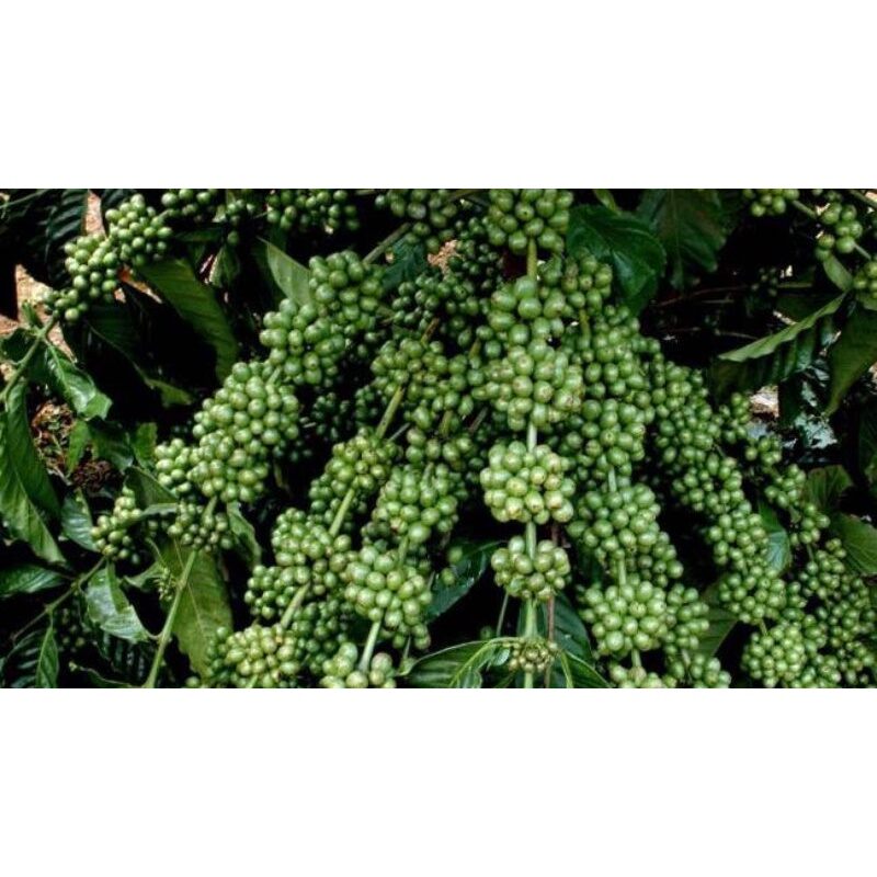 1 KG HẠT GIỐNG CÀ PHÊ XANH LÙN (CÓ BẢO HÀNH)