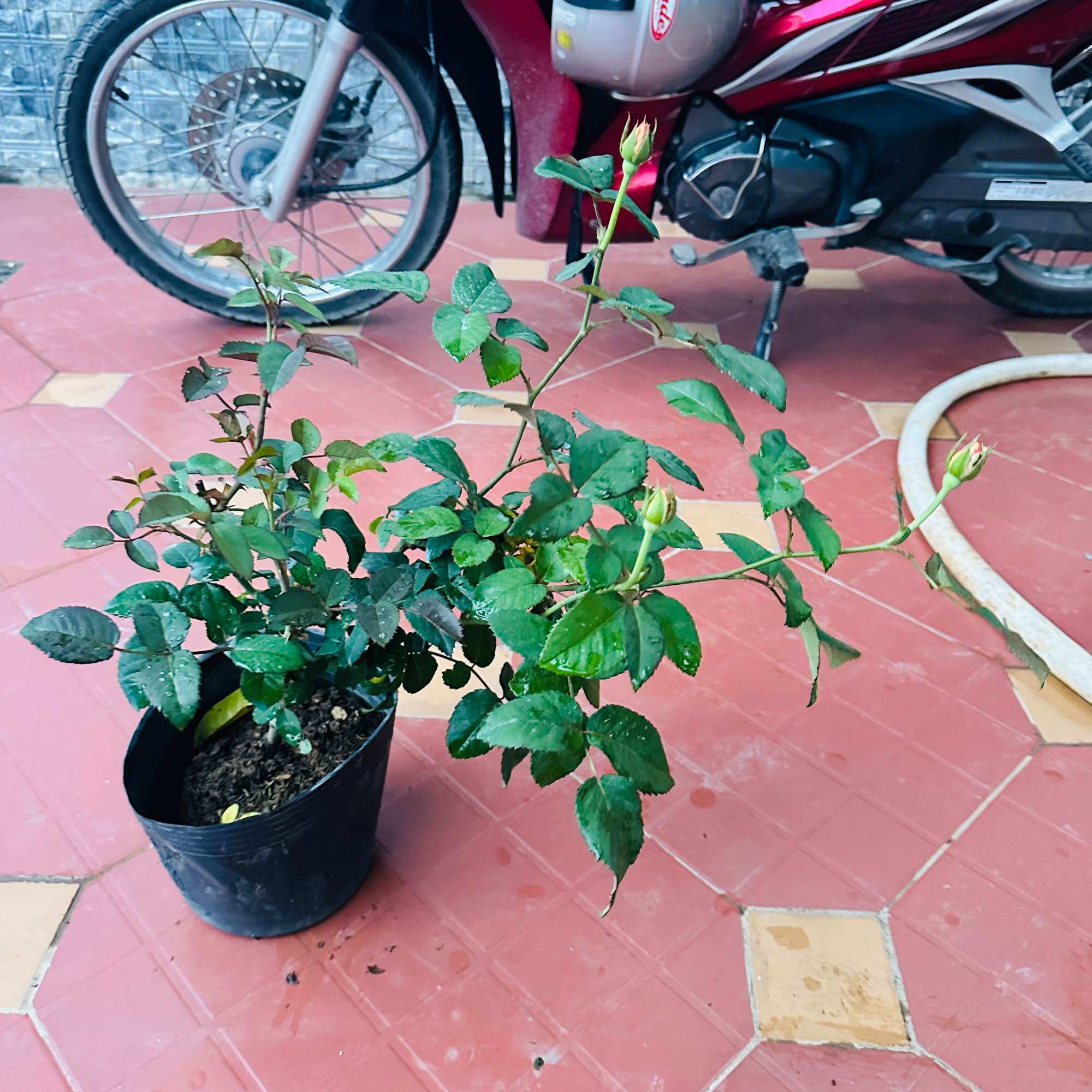 Hoa hồng Rossie Rose – Màu cam lửa siêu chùm bền đẹp