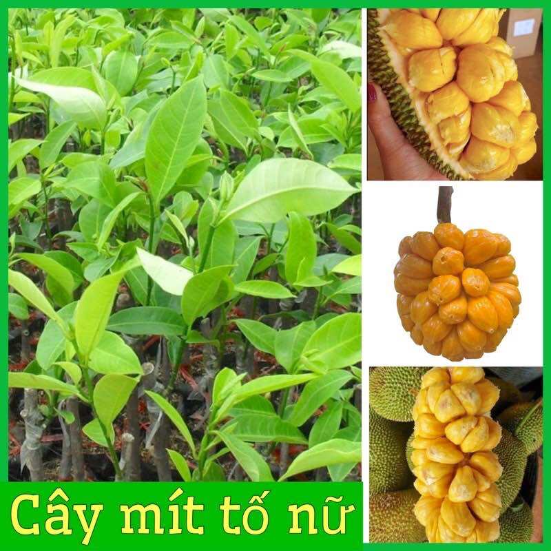 Cây giống mít tố nữ