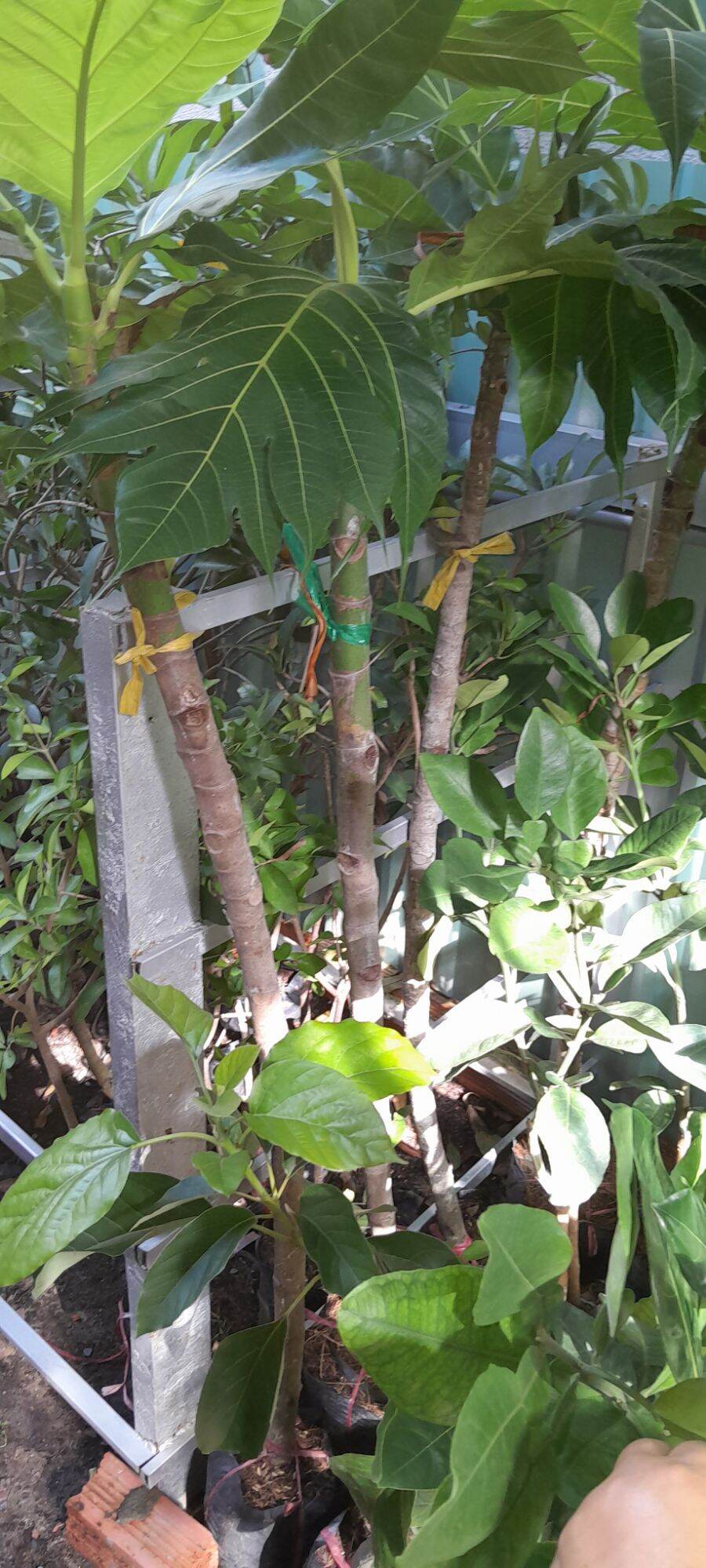 cây giống sake cao từ 120cm.