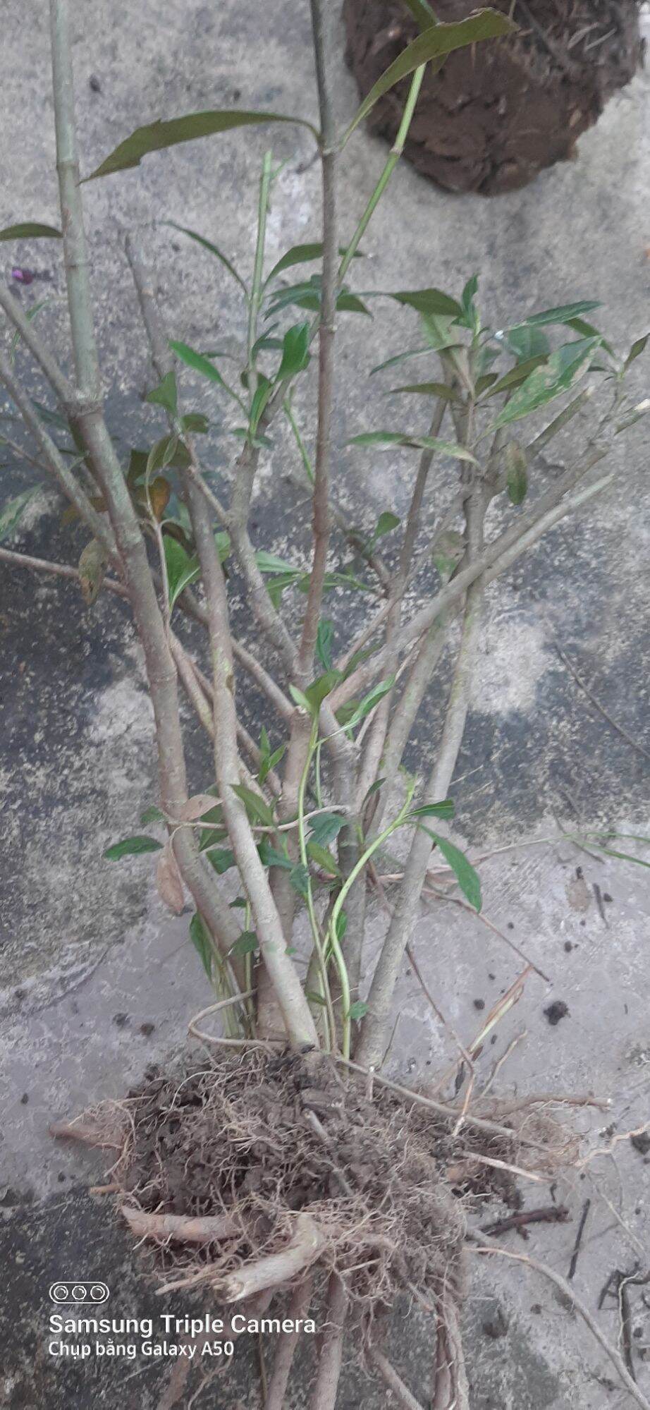 Cây dành dành 6 cánh (gốc zeri)