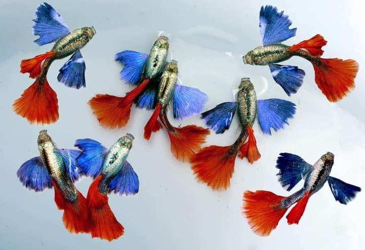 Guppy Dumbo red tell combo 5 cặp dễ nuôi không cần oxi trang trí hồ cá cảnh