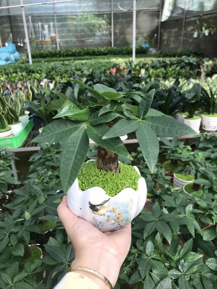 Cây Kim Ngân/ Cây phong thủy để bàn (Chậu sứ, cao 25-30cm)