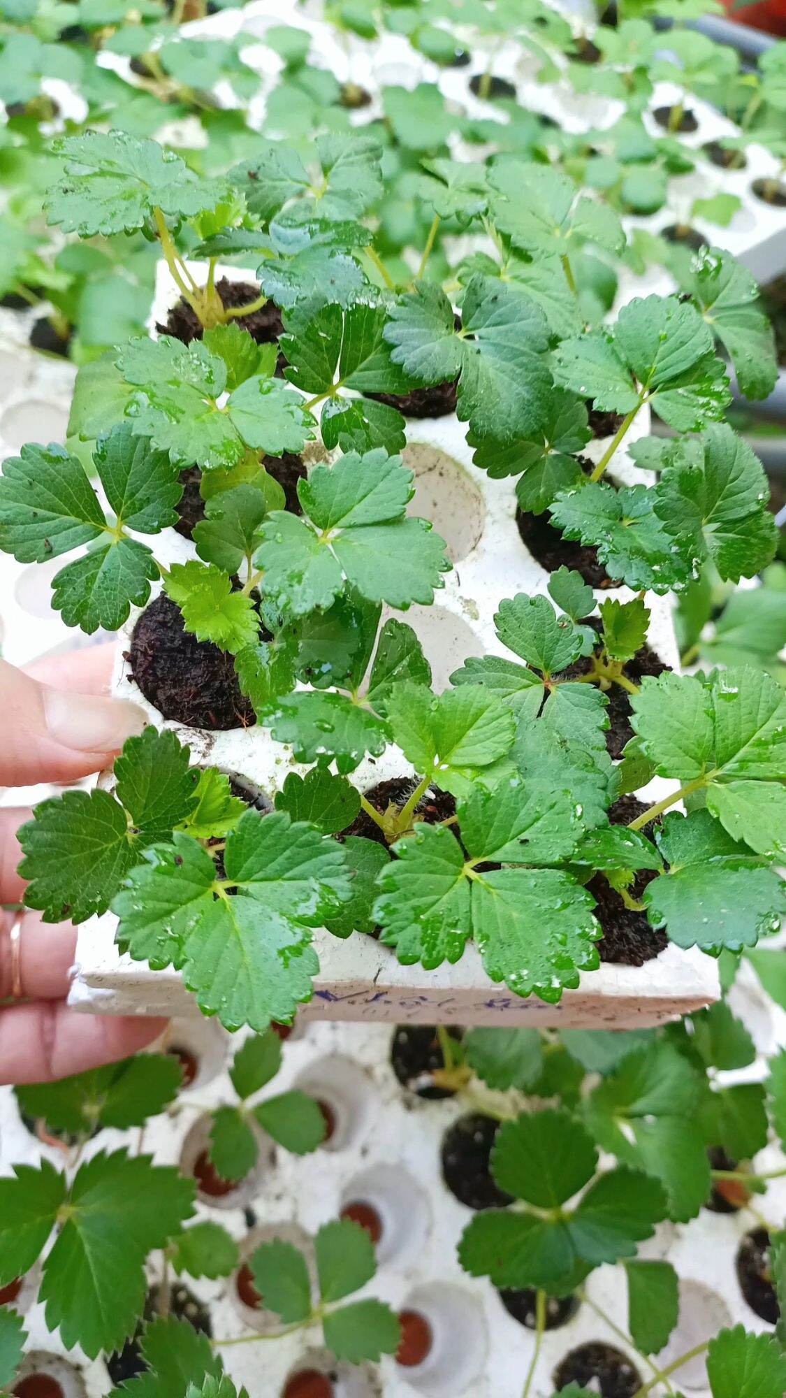 Cây dâu tây cấy mô NHẬT Mới ( combo 10 cây mô vỉ)