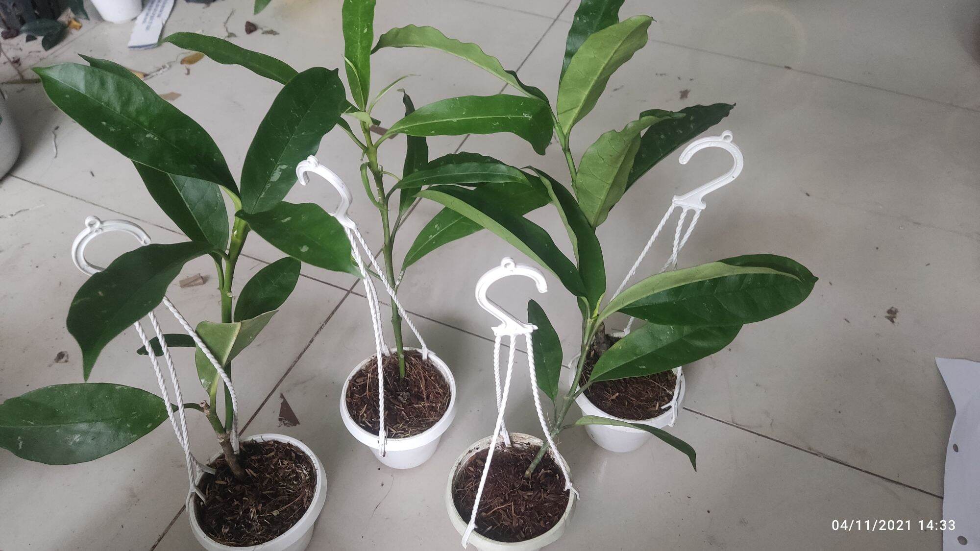 Cẩm cù tên lửa Multiflora