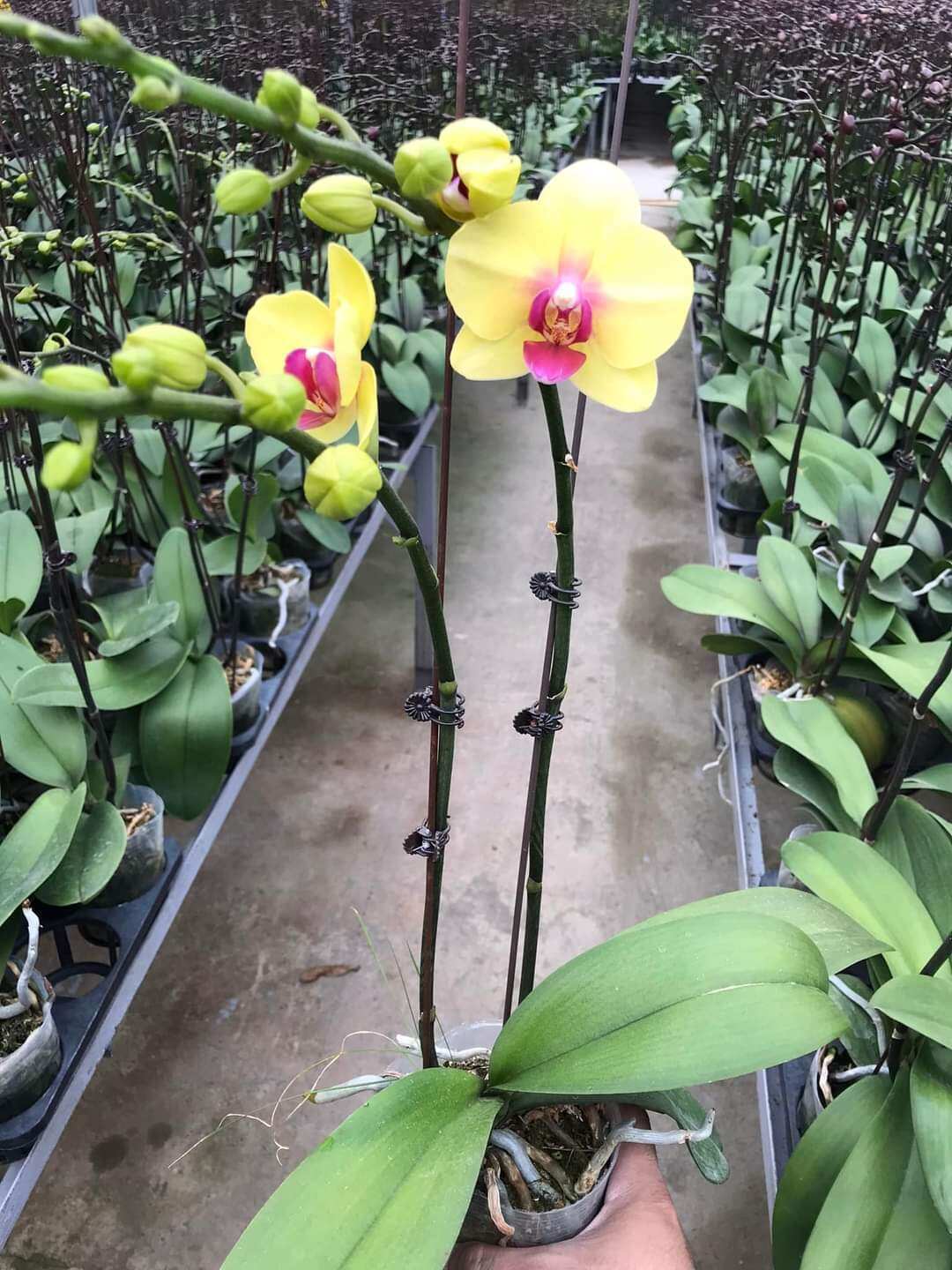 Combo 2 Cây LAN HỒ ĐIỆP đang 2 Ngồng