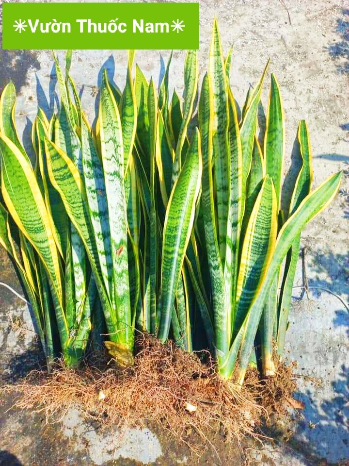 Cây lưỡi hổ viền vàng cây cao trên 40 cm to bự