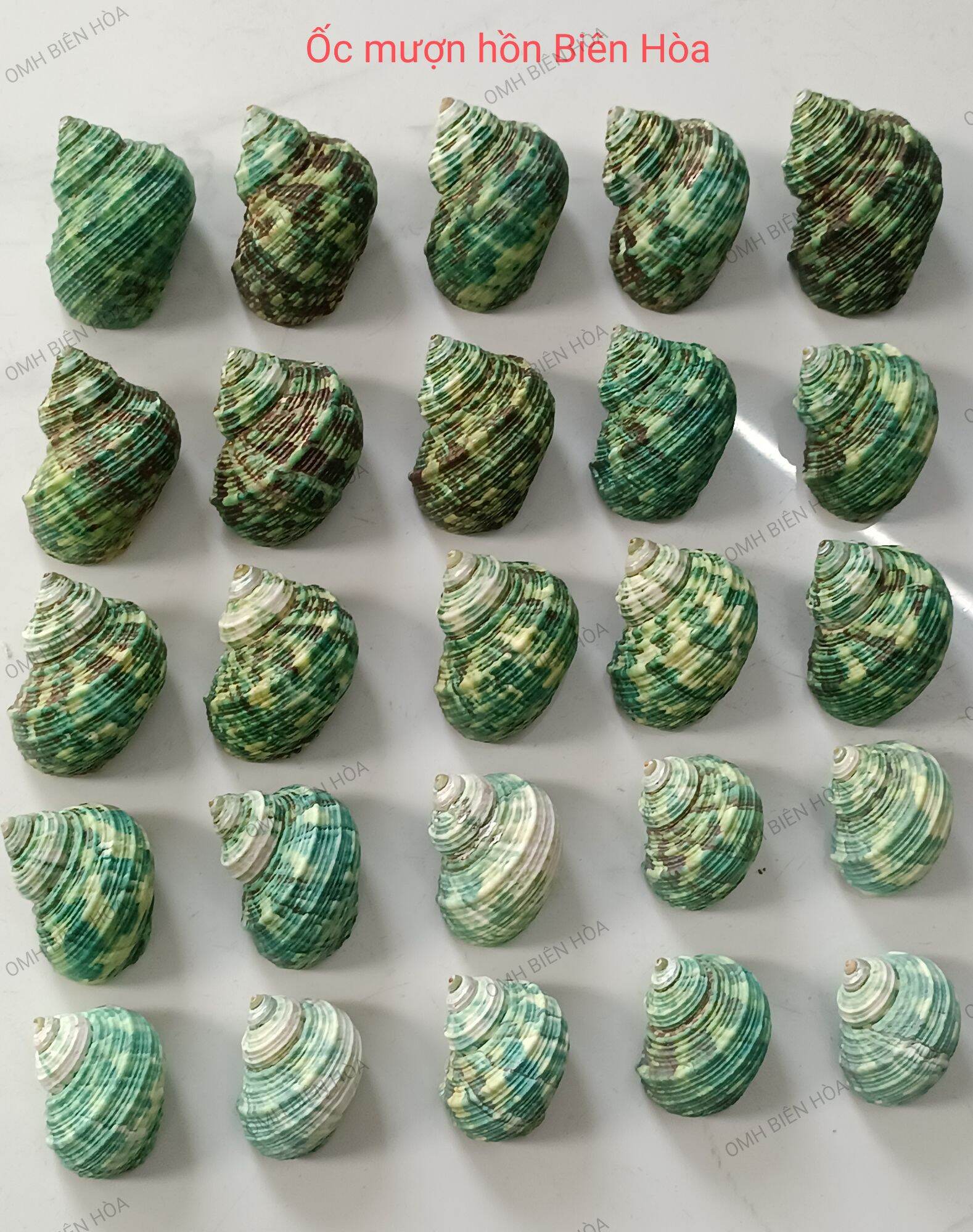 Vỏ ốc biển mặt trăng xanh. omh biên hòa