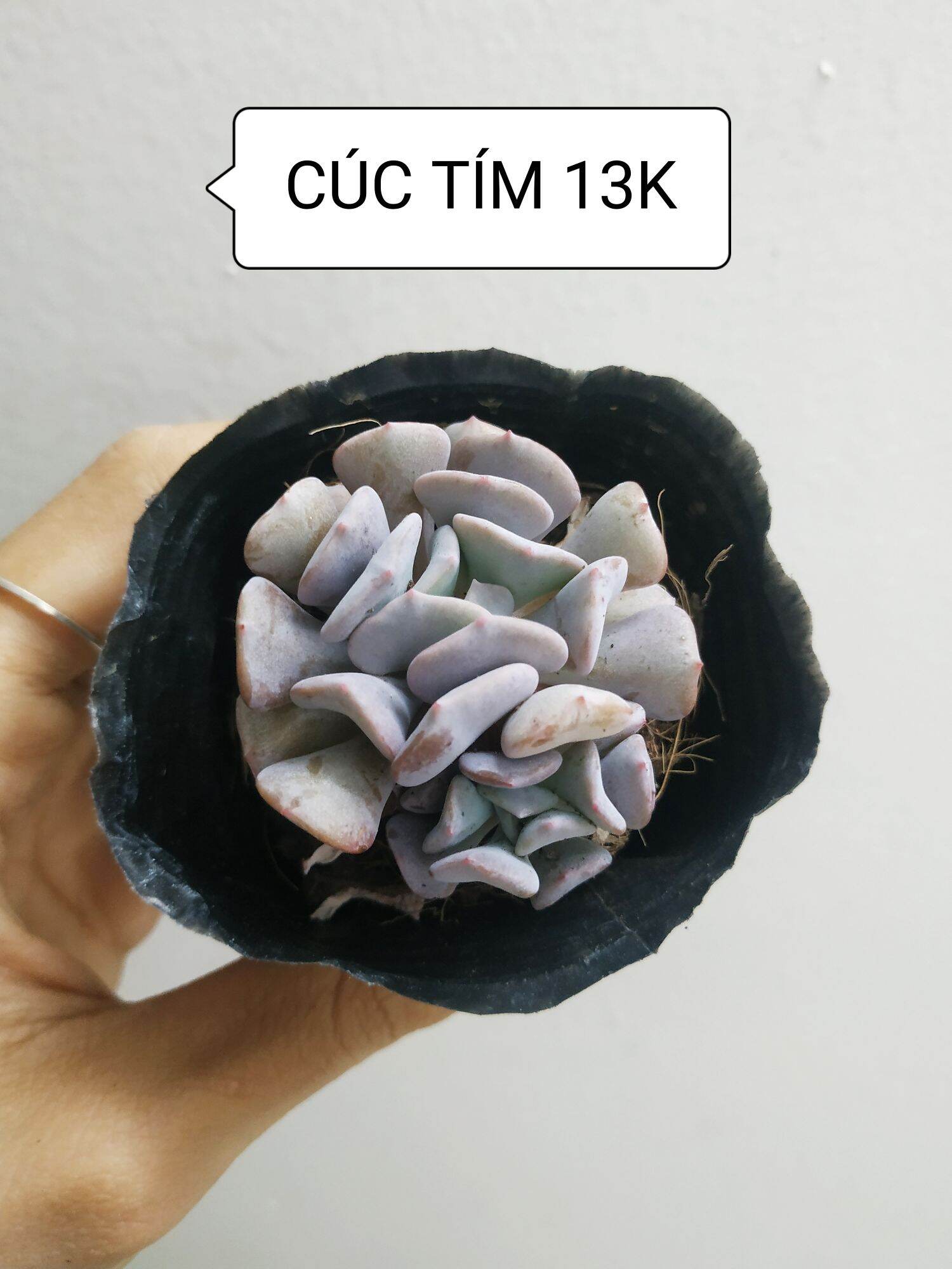 Sen đá CÚC TÍM