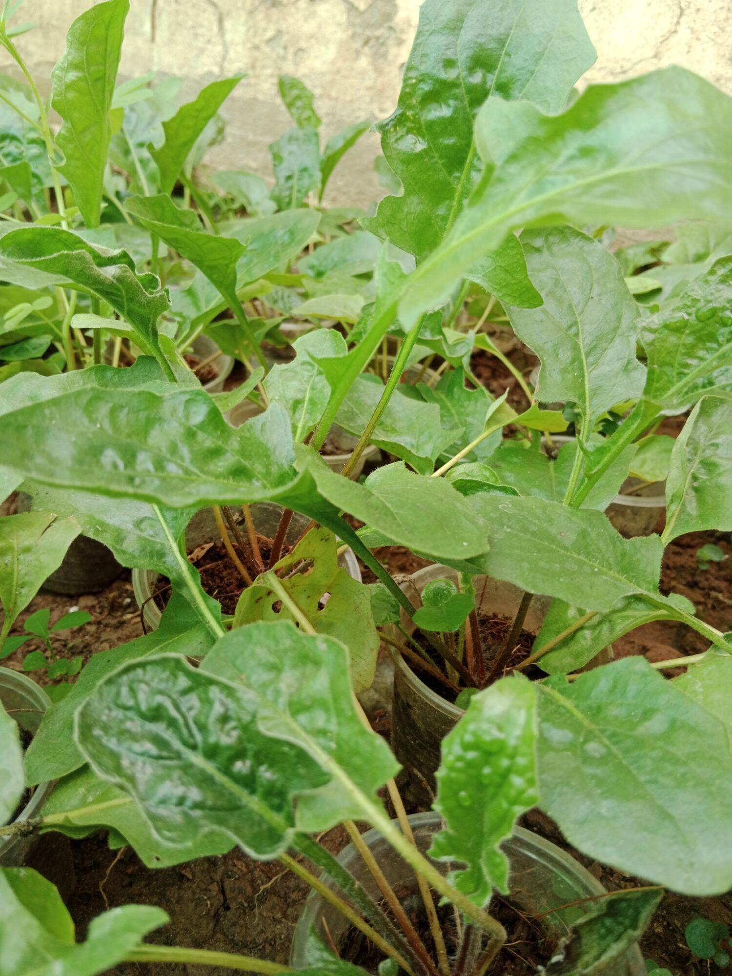 CÚC ĐỒNG TIỀN XANH BƠ (Mua 10 tặng 1 mini)