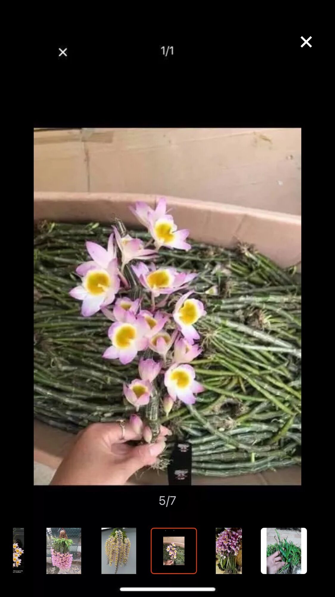 Hoa lan long tu sỉ 4k( set 5 khóm)