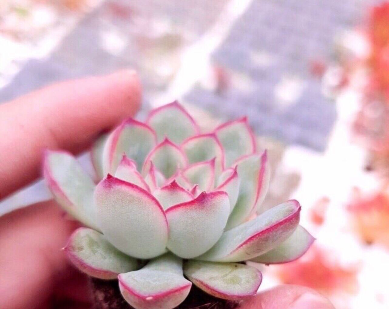 Sen đá viền hồng cute mini