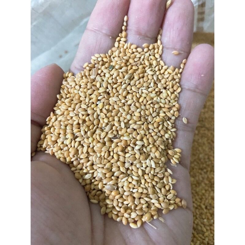 Kê vàng đức hạt nhỏ 500g.
