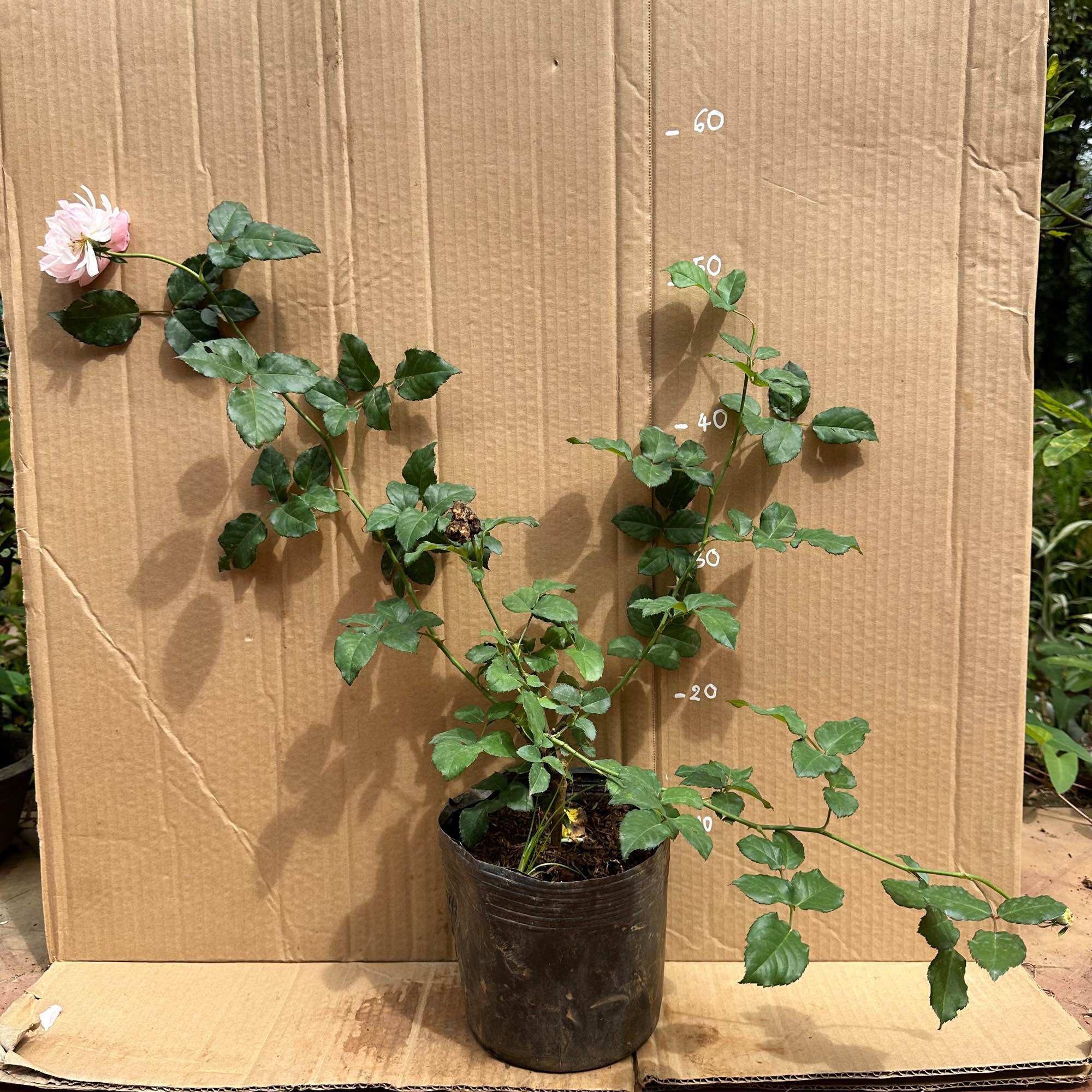 Hoa hồng Plume Rose (Leo) - form cánh cúp