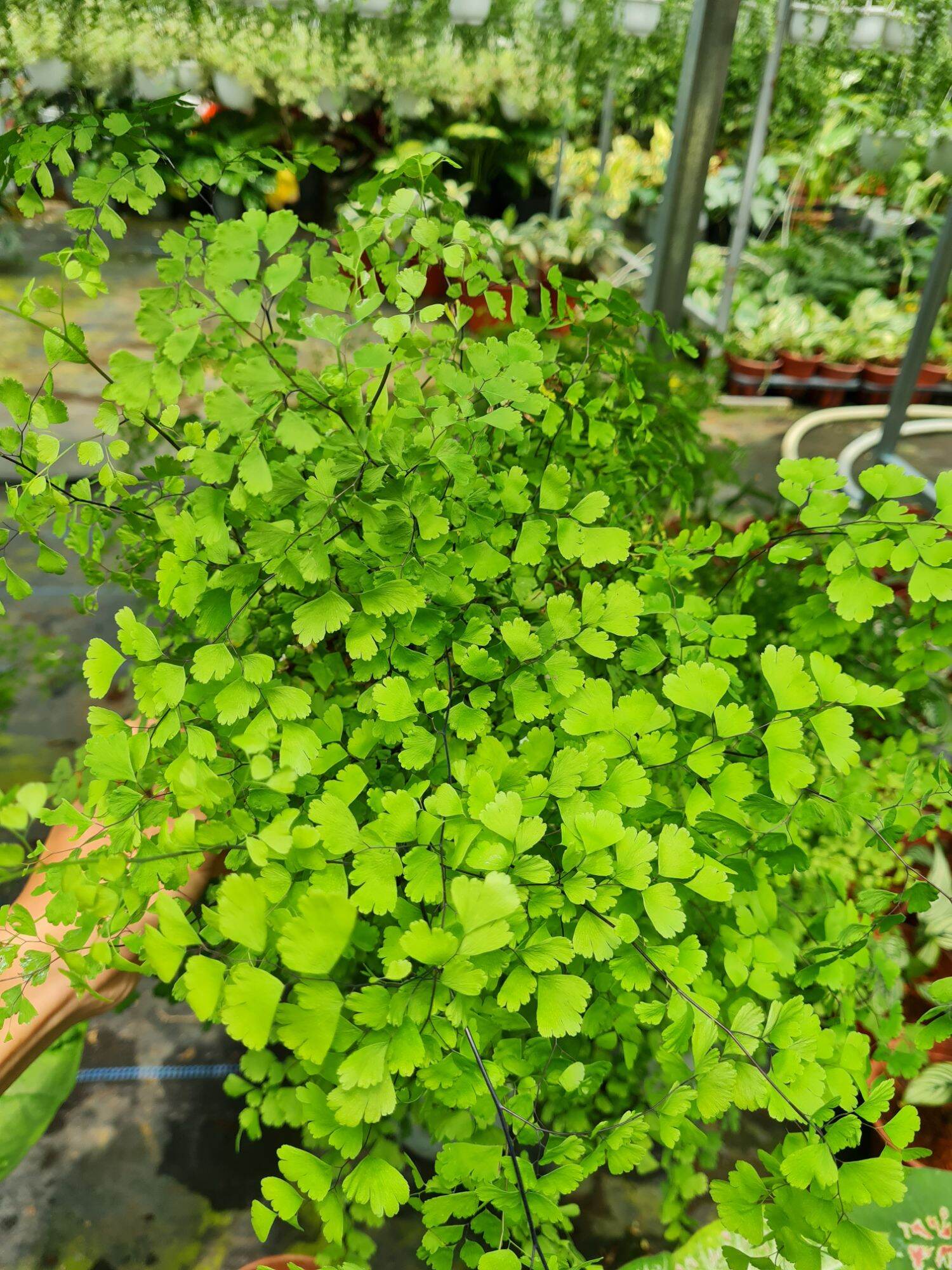 Cây tóc thần vệ nữ (chậu lớn 15cm)