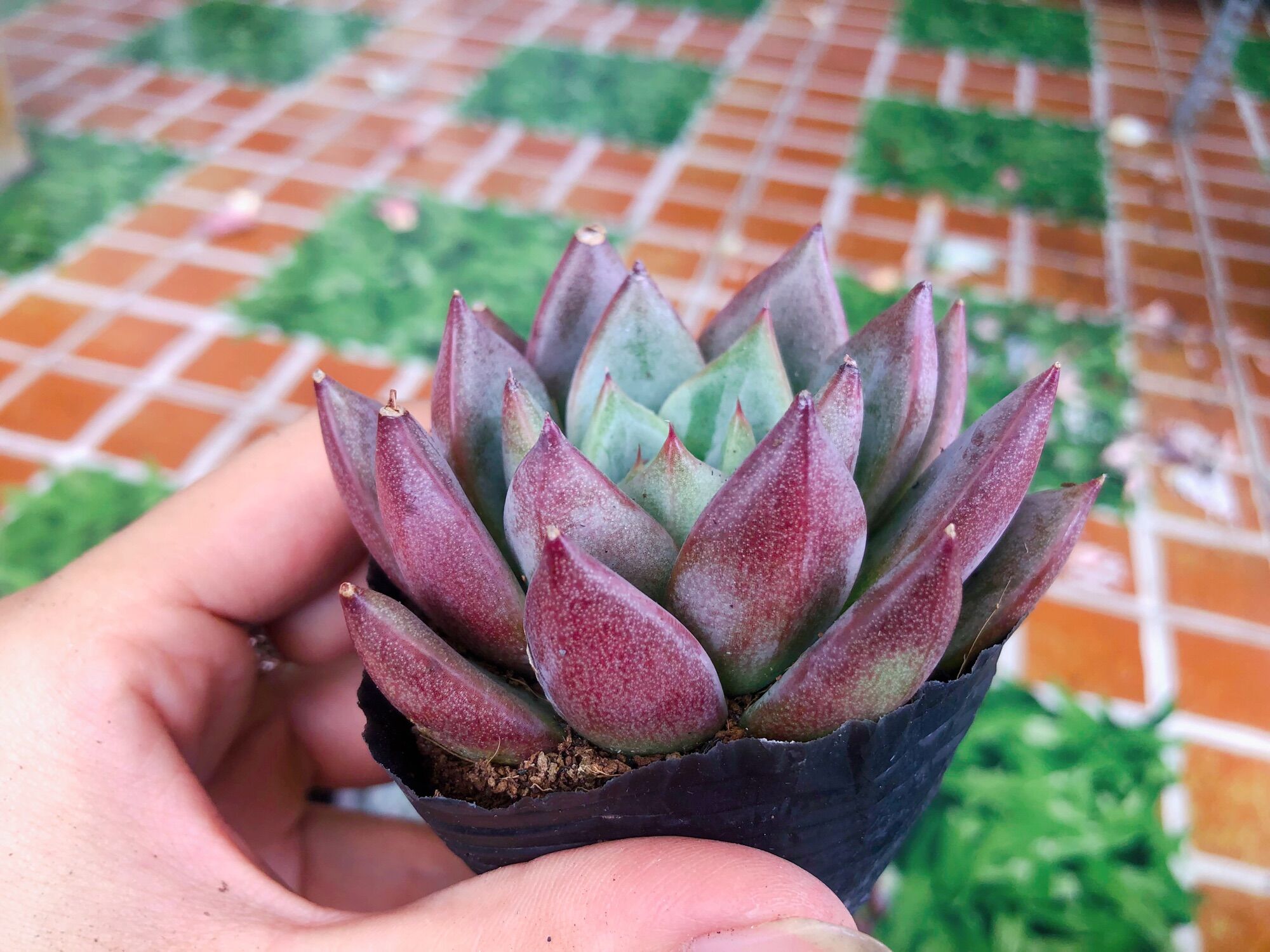 Sen đá mận đỏ