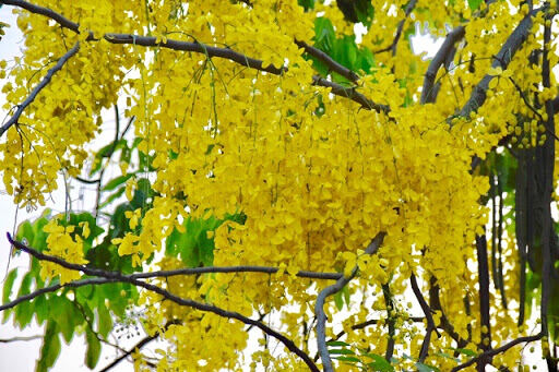 100 gram hạt giống muồng hoàng yến (muồng vàng osaka)