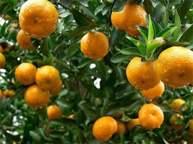 CÂY GIỐNG QUÝT THÁI KHÔNG HẠT