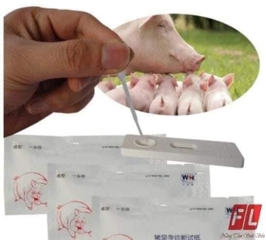 Que thử thai cho heo