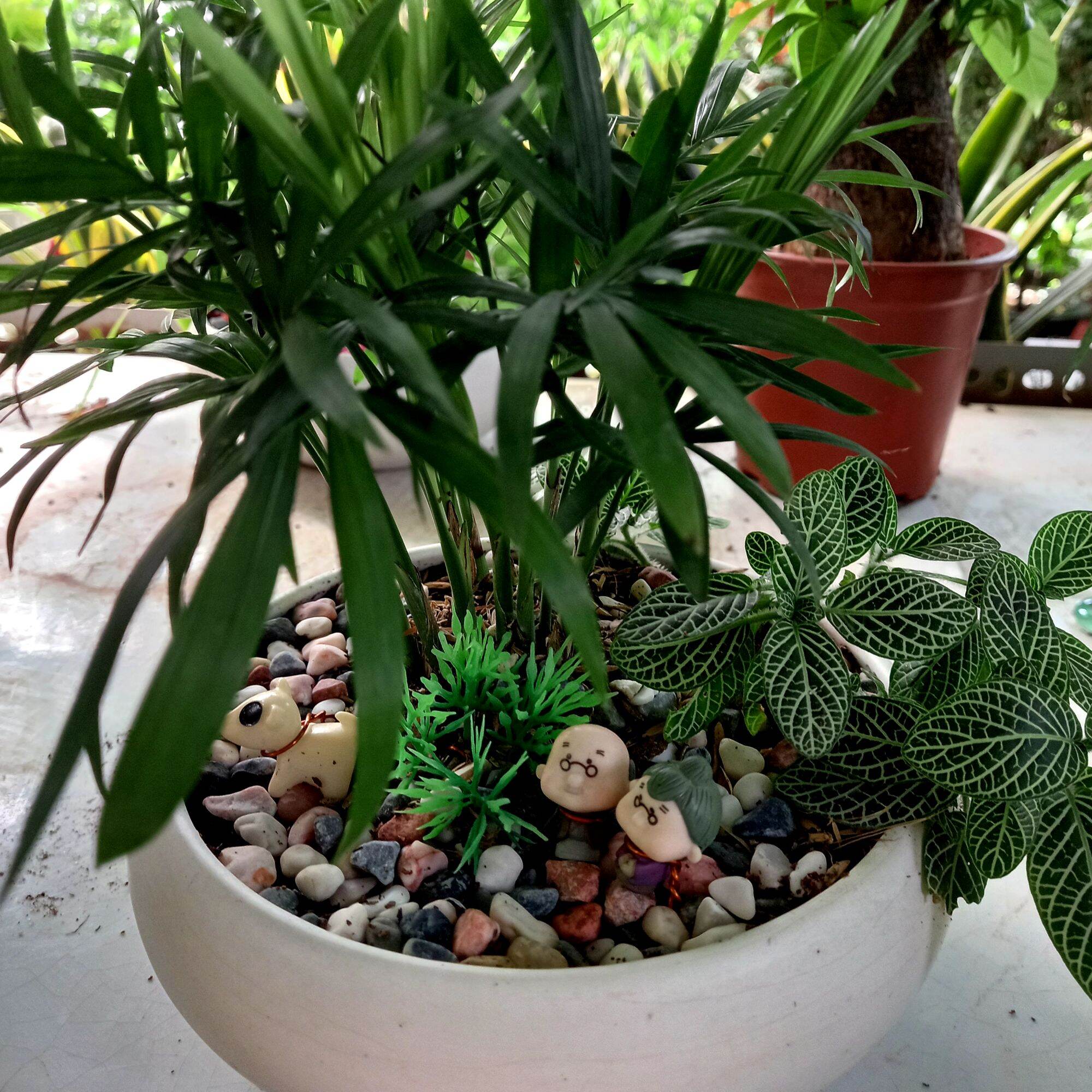 Chậu Cau tiểu trâm để bàn