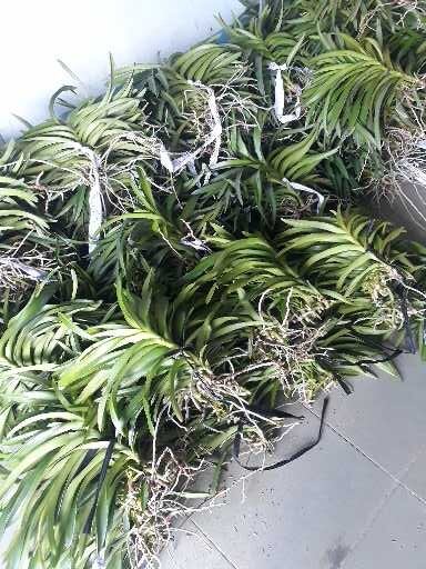 Combo 5 Cây Lan Giống Mokara Màu Đỏ(Cây cao 30-40cm)