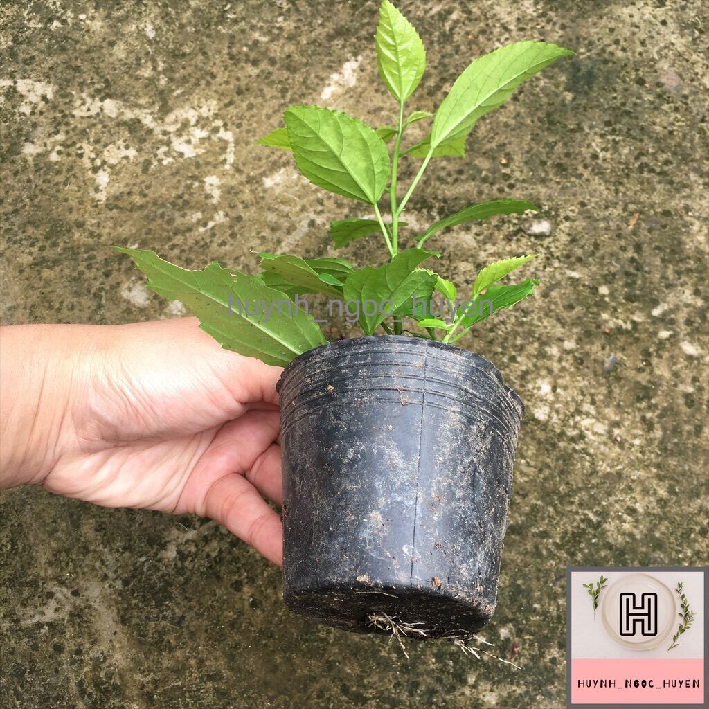Cây giống râm bụt lồng đèn cổ cánh phượng