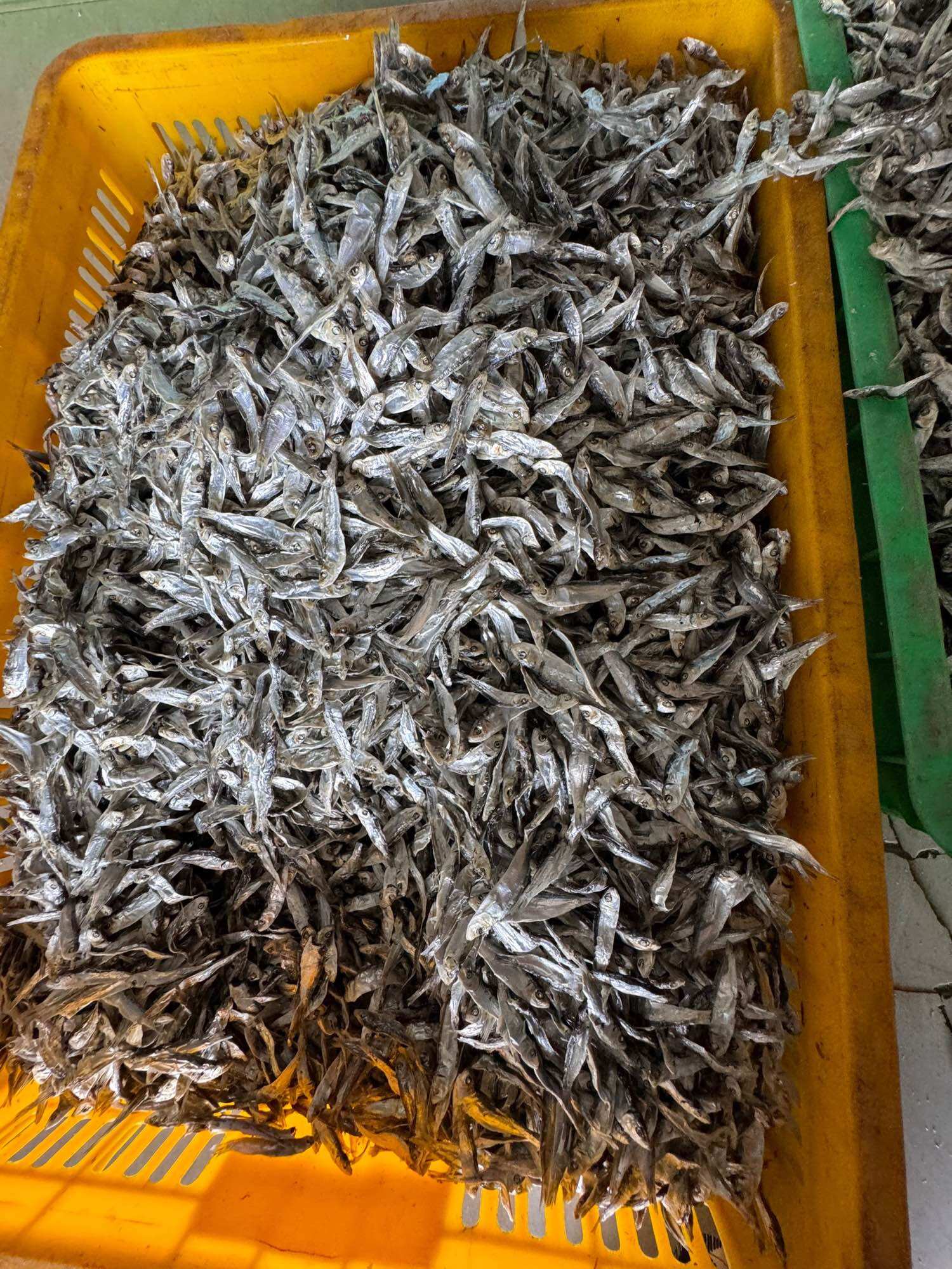 Khô cá Ve hàng thượng hạng xuất khẩu