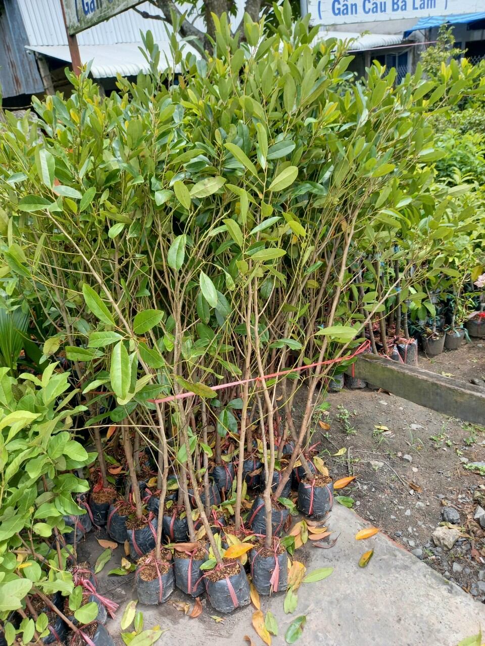cây cà na thái mau cho trái