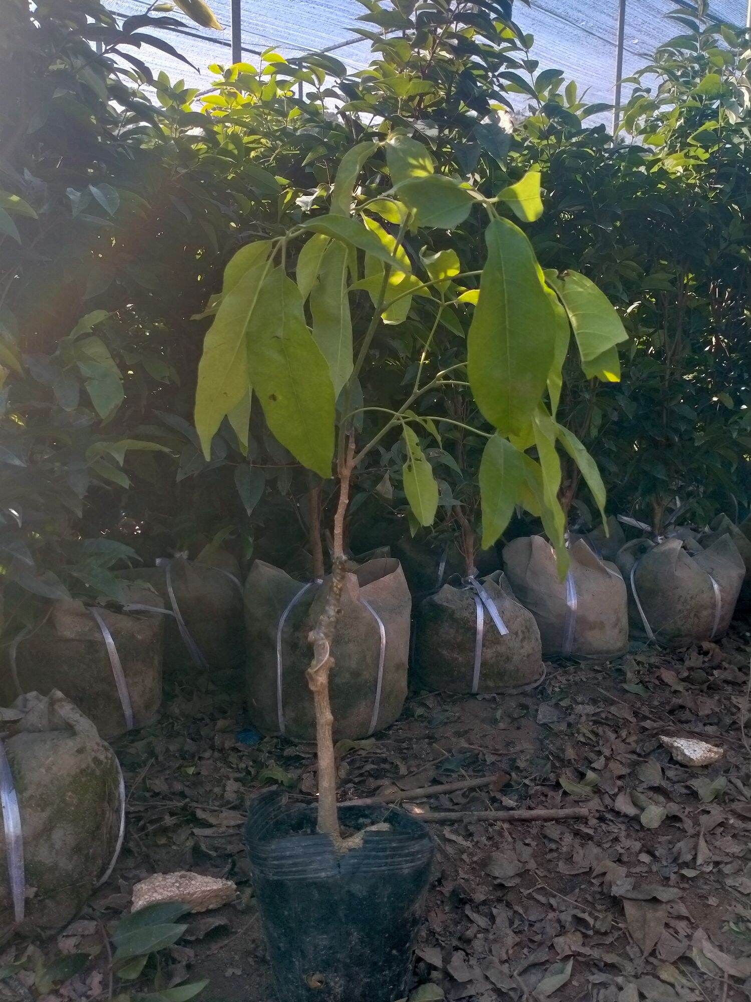 CÂY GIỐNG BÁNH KEM NHẬP KHẨU