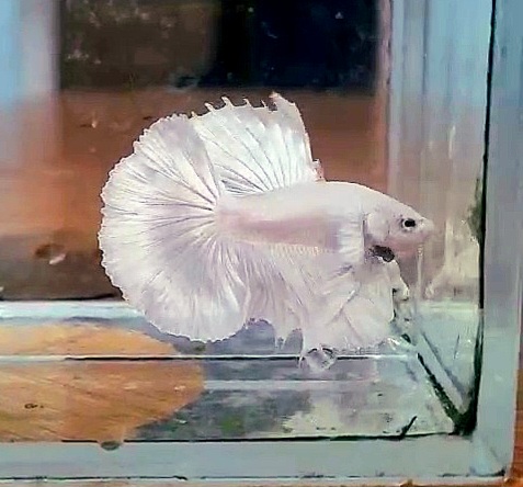 QN. betta dumbo white halfmoon. cặp trống mái đẹp. tặng 5g thức ăn