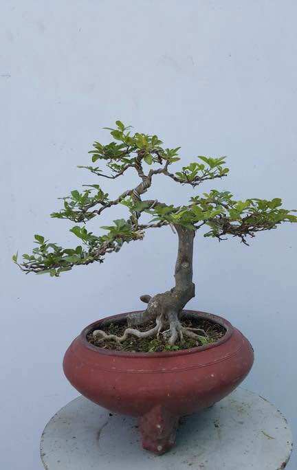 Cây Kim Quýt bonsai mini để bàn
