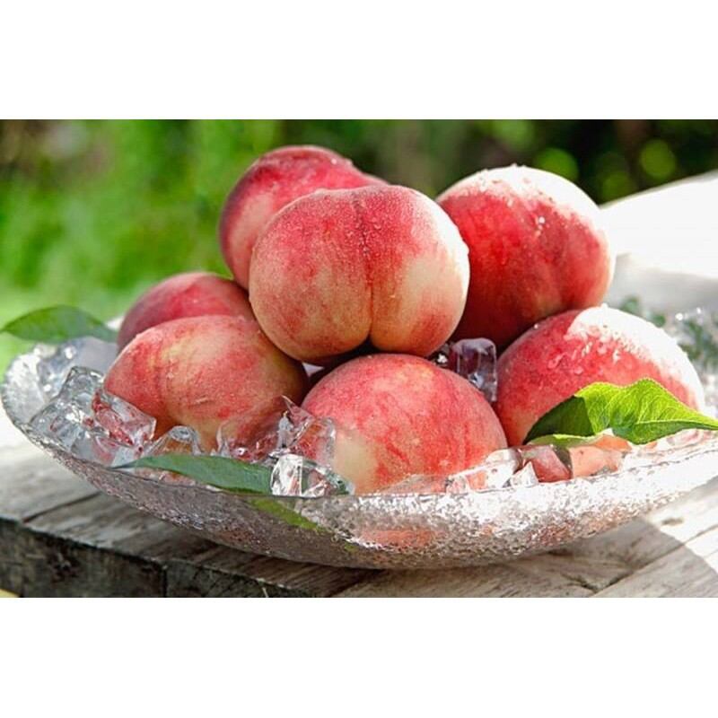 Cây đào tiên nhật đới nhật bản