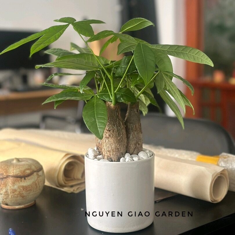 Cây kim ngân ba thân chậu sứ trụ để bàn mang may mắn, tài lộc, thịnh vượng