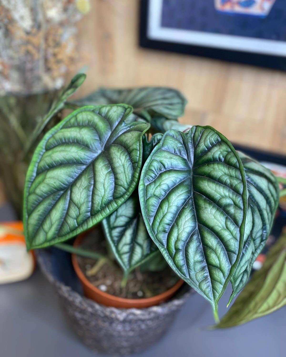 Cây Môn Vảy Rồng Xanh, Alocasia Dragon Scale, Cây lọc không khó, cây tạo ẩm, cây thư giãn, cây trang trí có tính chất giống nhựa