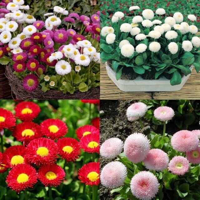 Hạt giống Cúc Daisy sỉ 10k gói 100 hạt