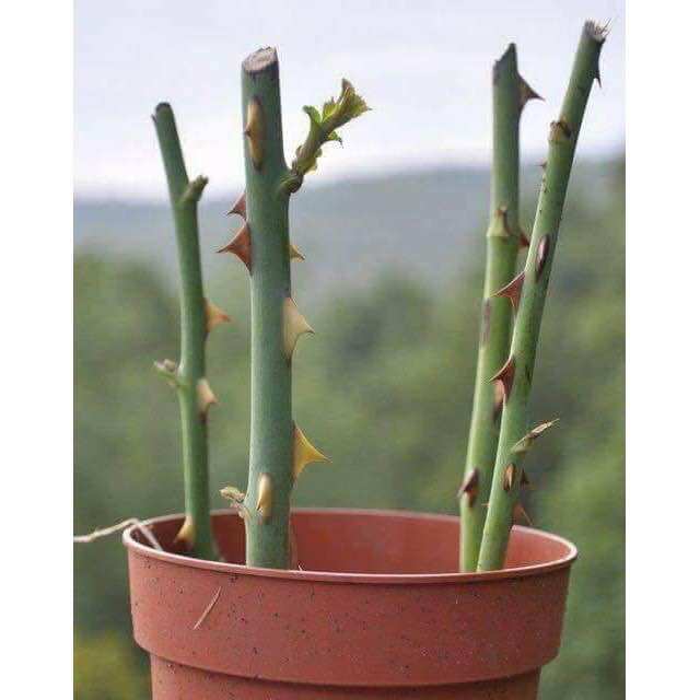 Rooting power bột kích rễ cao cấp nhập khẩu mỹ