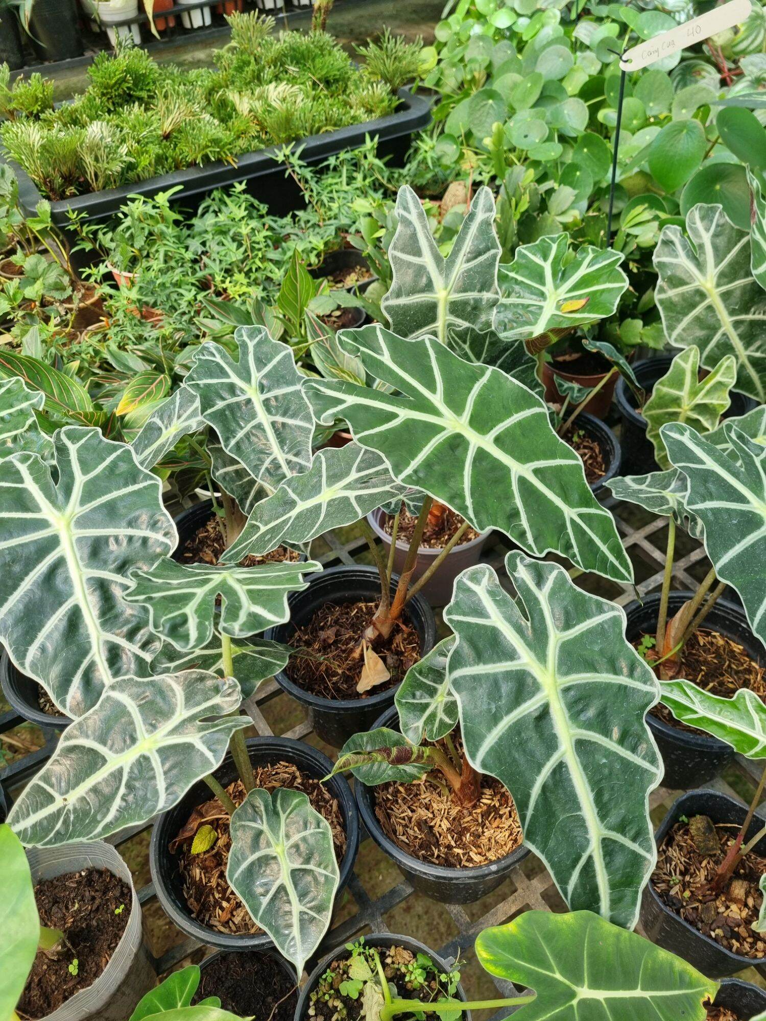 Cây môn quan âm (Alocasia Polly)