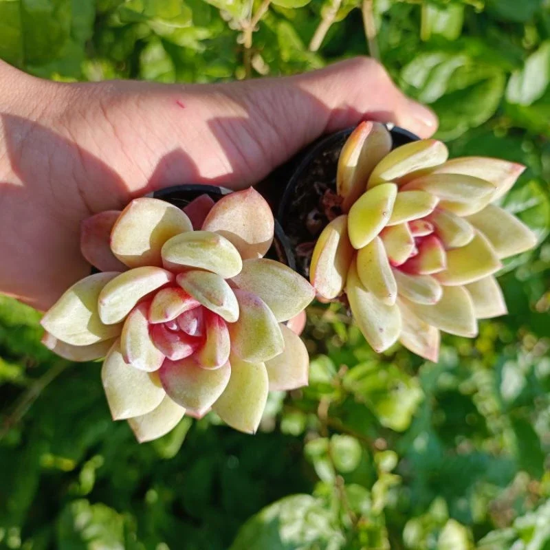Sale+ Sen Đá Nhân Kẹo Đỏ