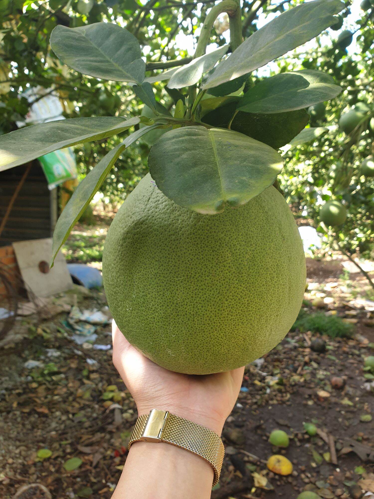 Đặt sản Bưởi Da xanh