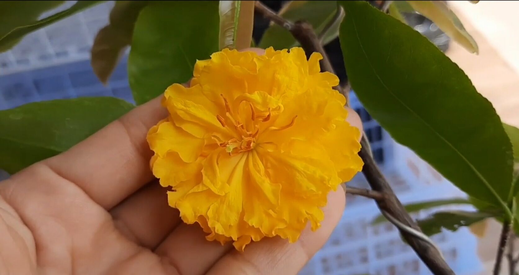 MAI CÚC VẠN THỌ CÁNH XOĂN