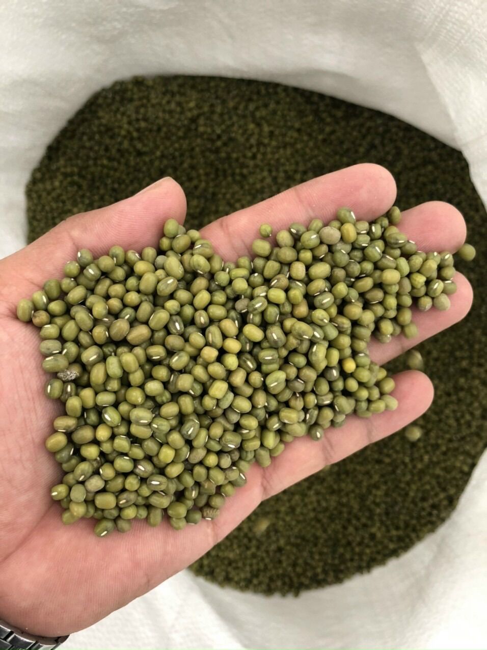 500g đậu xanh nguyên hạt