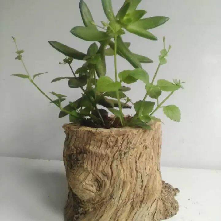 Chậu gỗ, chậu trồng hoa kiểng, sen đá, phong lan- Trang trí bàn làm việc, sân vườn, cửa sổ - Gỗ tự nhiên- Size nhỏ- size đại